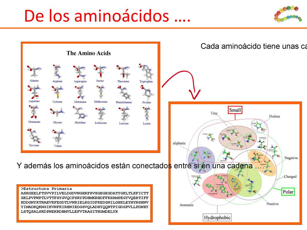 De los aminoácidos …. Cada aminoácido tiene unas características físico - químicas distintas; Estas influyen en el plegamiento de la proteína.