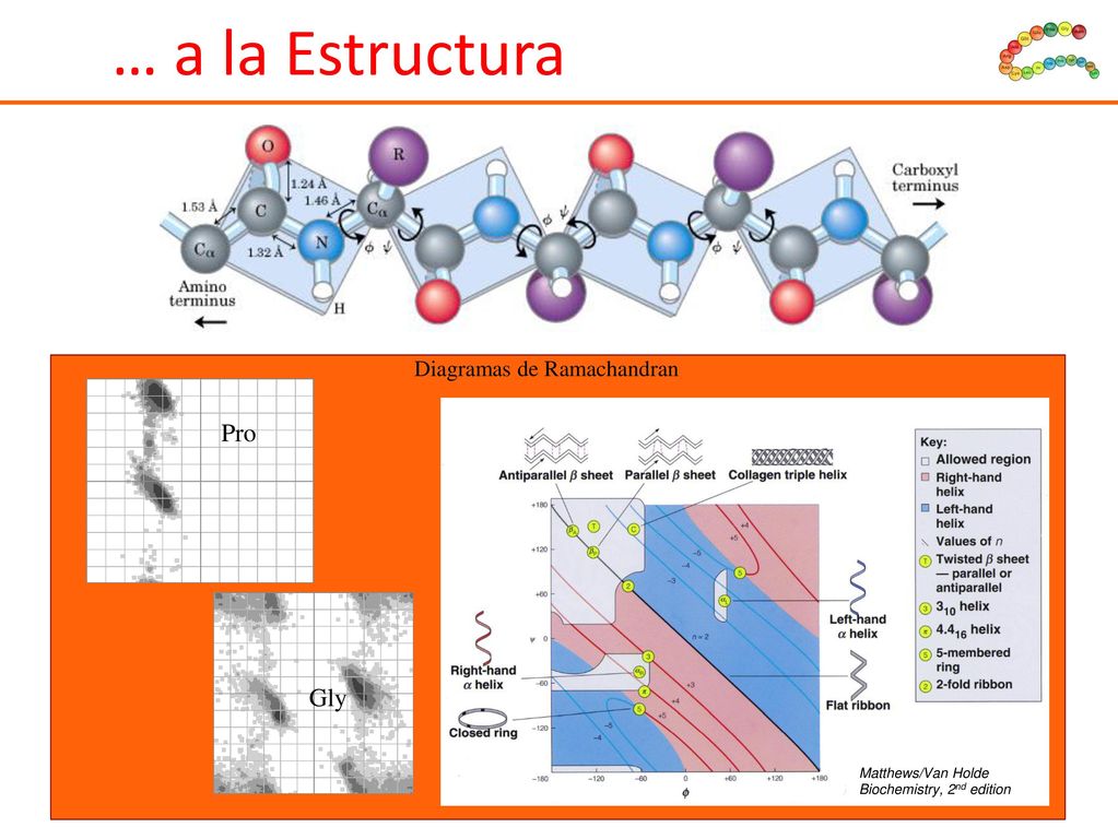 … a la Estructura Pro Gly Diagramas de Ramachandran Matthews/Van Holde