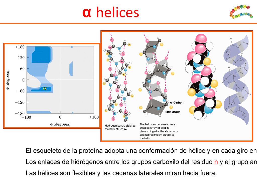 α helices  El esqueleto de la proteína adopta una conformación de hélice y en cada giro entran 3.6 residuos.