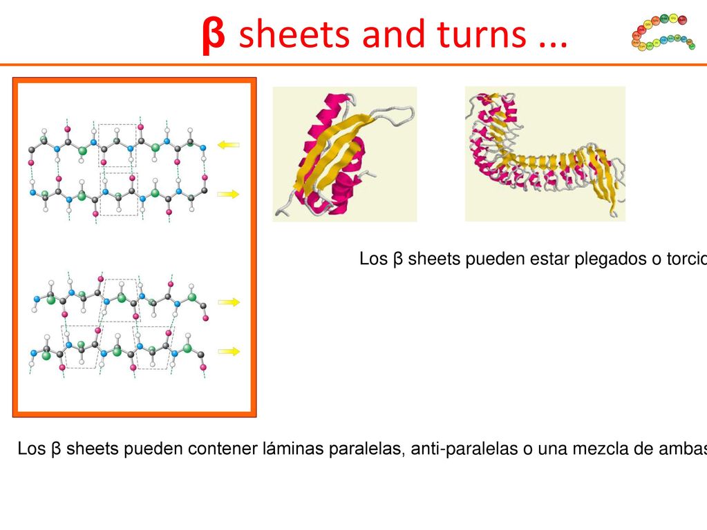 β sheets and turns ... Los β sheets pueden estar plegados o torcidos pero no son flexibles !!