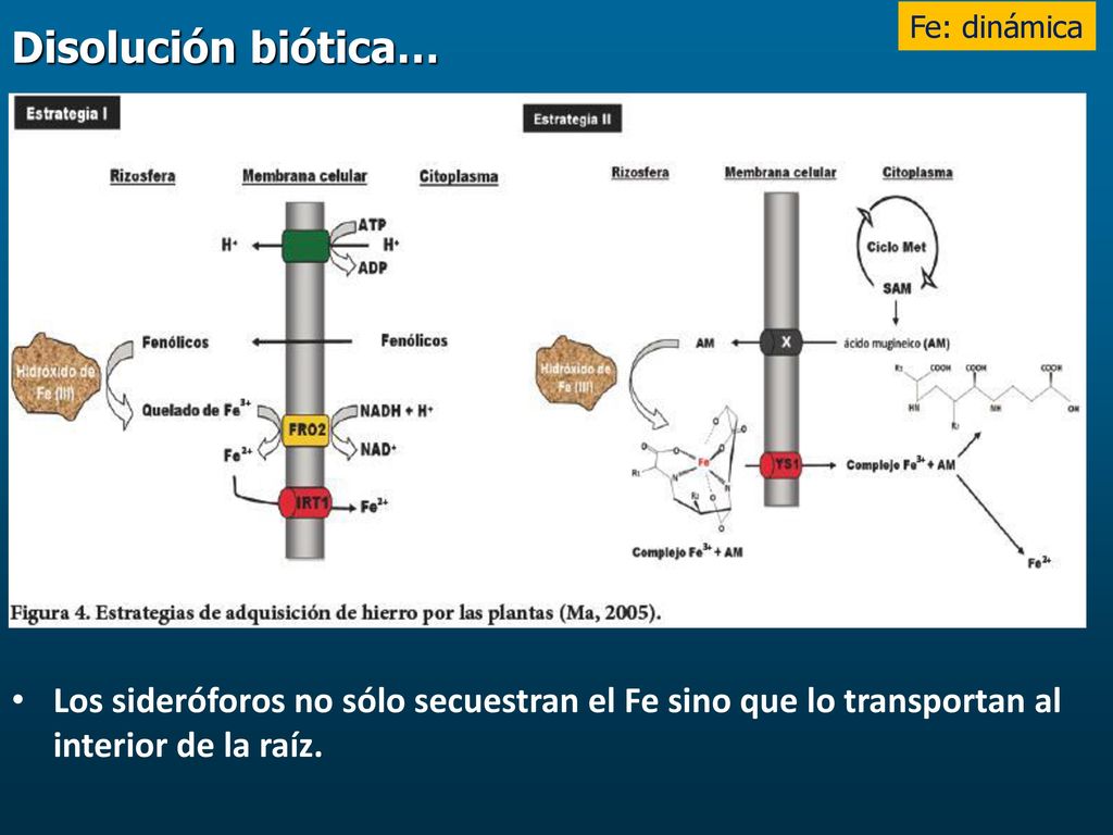 Fe: dinámica Disolución biótica… Los sideróforos no sólo secuestran el Fe sino que lo transportan al interior de la raíz.