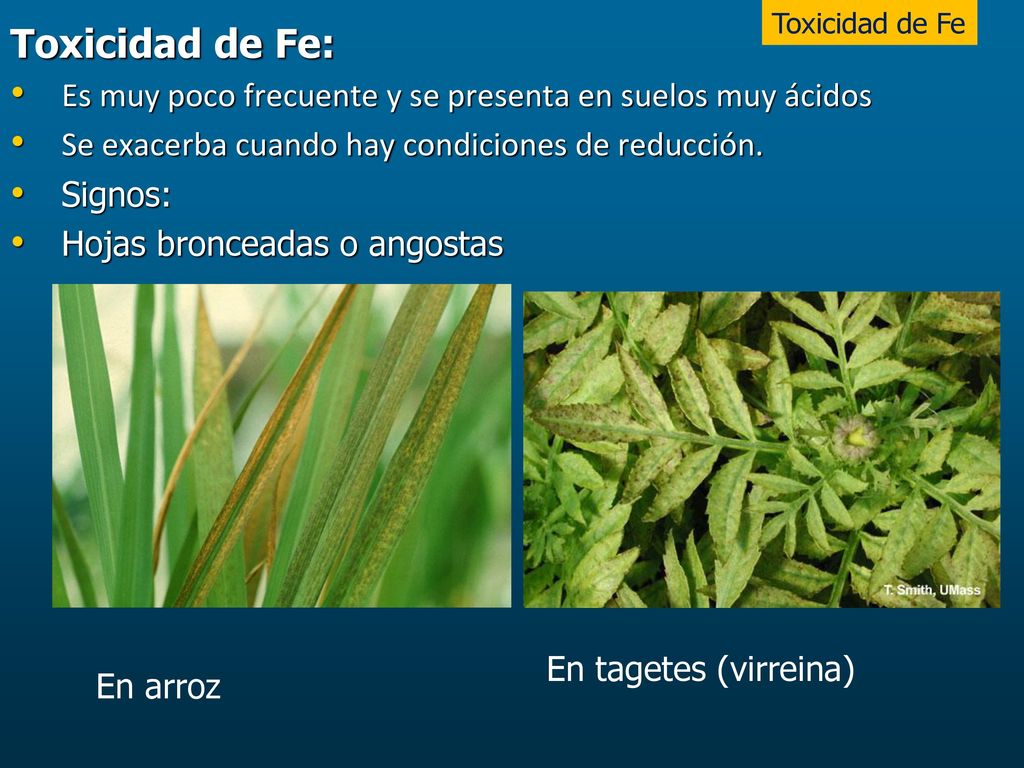 Toxicidad de Fe Toxicidad de Fe: Es muy poco frecuente y se presenta en suelos muy ácidos. Se exacerba cuando hay condiciones de reducción.
