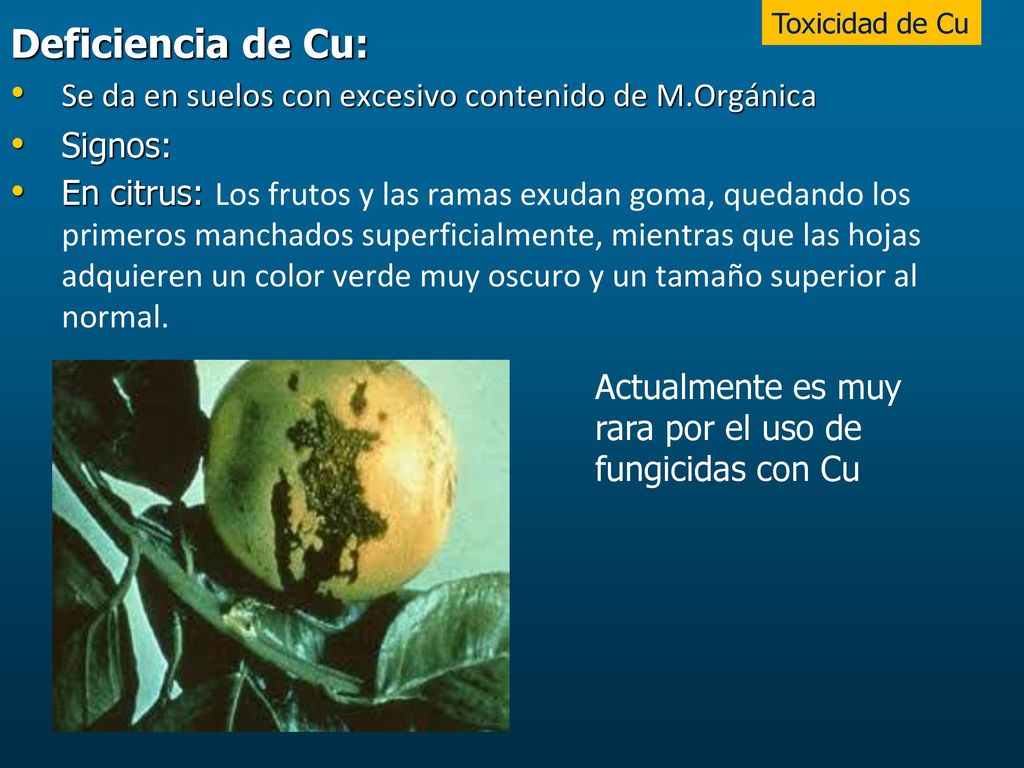Toxicidad de Cu Deficiencia de Cu: Se da en suelos con excesivo contenido de M.Orgánica. Signos: