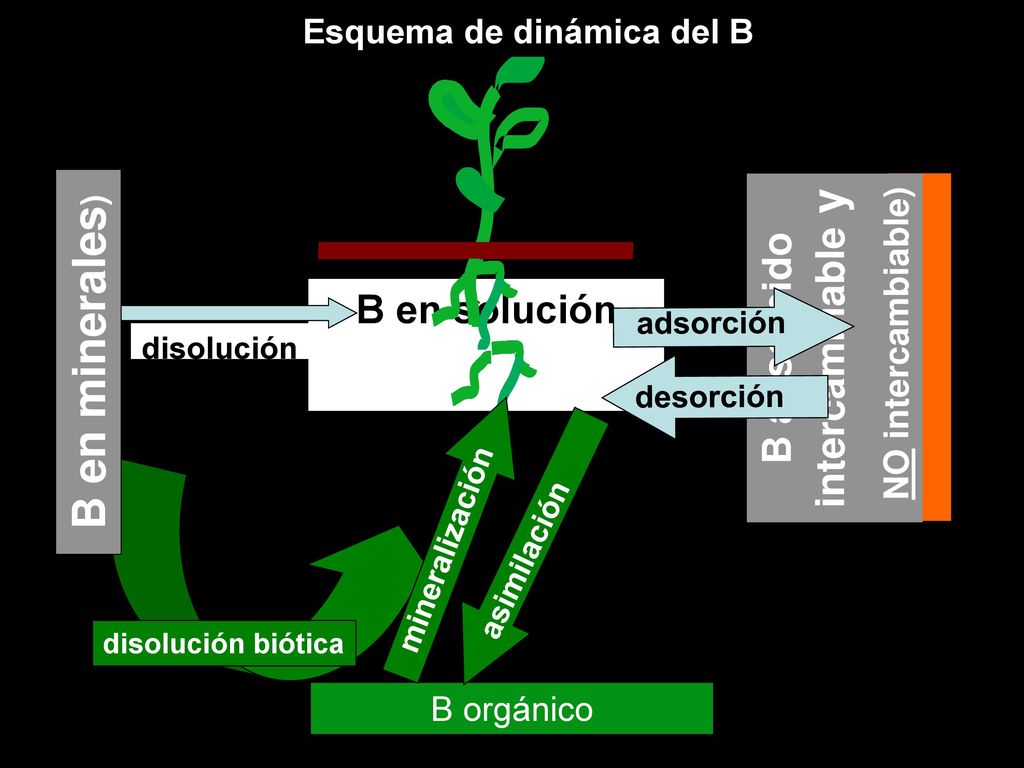 Esquema de dinámica del B B adsorbido intercambiable y