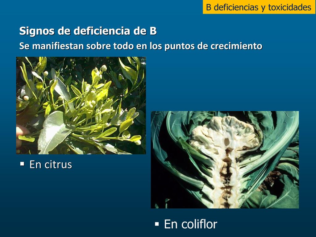 En citrus En coliflor Signos de deficiencia de B