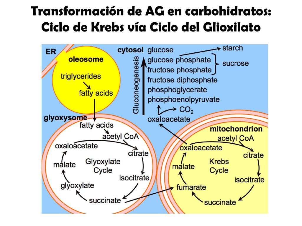 Transformación de AG en carbohidratos: Ciclo de Krebs vía Ciclo del Glioxilato