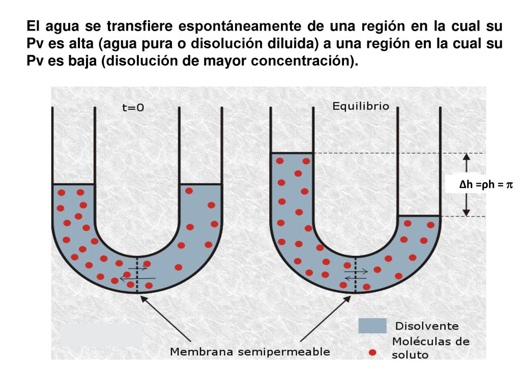 El agua se transfiere espontáneamente de una región en la cual su Pv es alta (agua pura o disolución diluida) a una región en la cual su Pv es baja (disolución de mayor concentración).