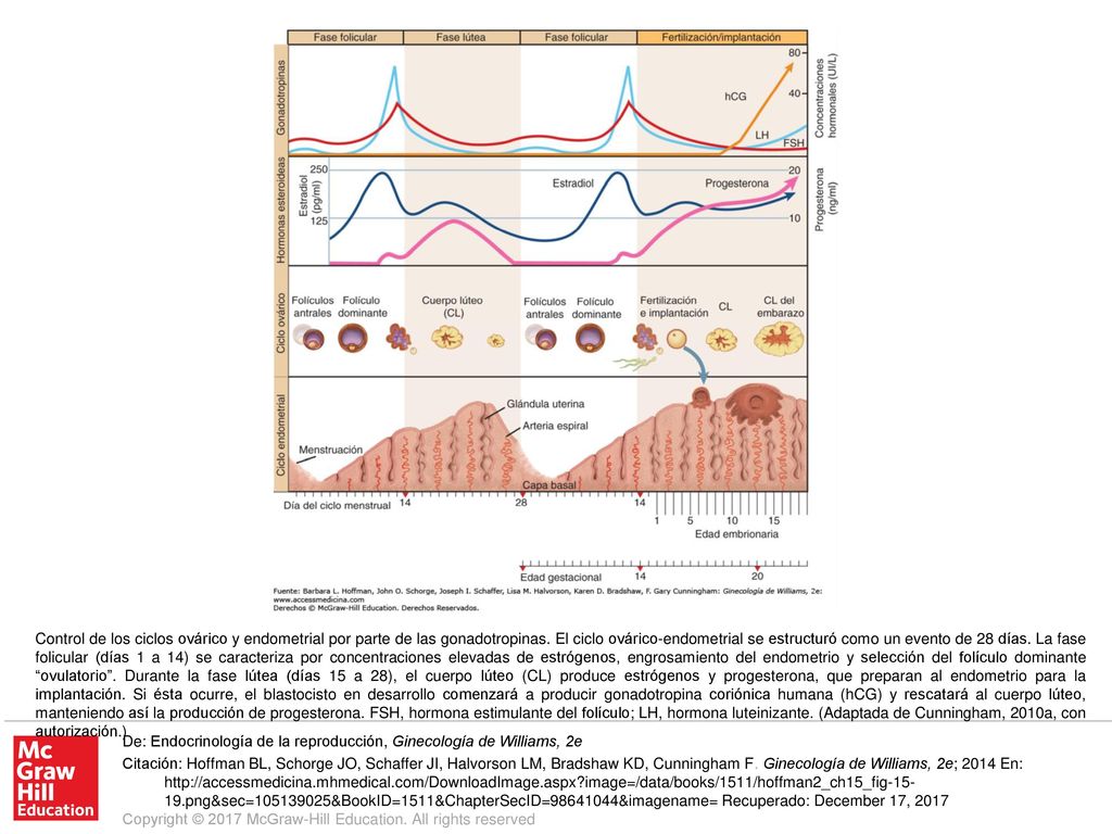 Control de los ciclos ovárico y endometrial por parte de las gonadotropinas. El ciclo ovárico-endometrial se estructuró como un evento de 28 días. La fase folicular (días 1 a 14) se caracteriza por concentraciones elevadas de estrógenos, engrosamiento del endometrio y selección del folículo dominante ovulatorio . Durante la fase lútea (días 15 a 28), el cuerpo lúteo (CL) produce estrógenos y progesterona, que preparan al endometrio para la implantación. Si ésta ocurre, el blastocisto en desarrollo comenzará a producir gonadotropina coriónica humana (hCG) y rescatará al cuerpo lúteo, manteniendo así la producción de progesterona. FSH, hormona estimulante del folículo; LH, hormona luteinizante. (Adaptada de Cunningham, 2010a, con autorización.)