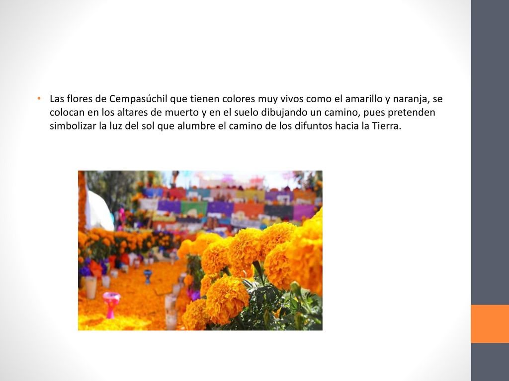 Las flores de Cempasúchil que tienen colores muy vivos como el amarillo y naranja, se colocan en los altares de muerto y en el suelo dibujando un camino, pues pretenden simbolizar la luz del sol que alumbre el camino de los difuntos hacia la Tierra.
