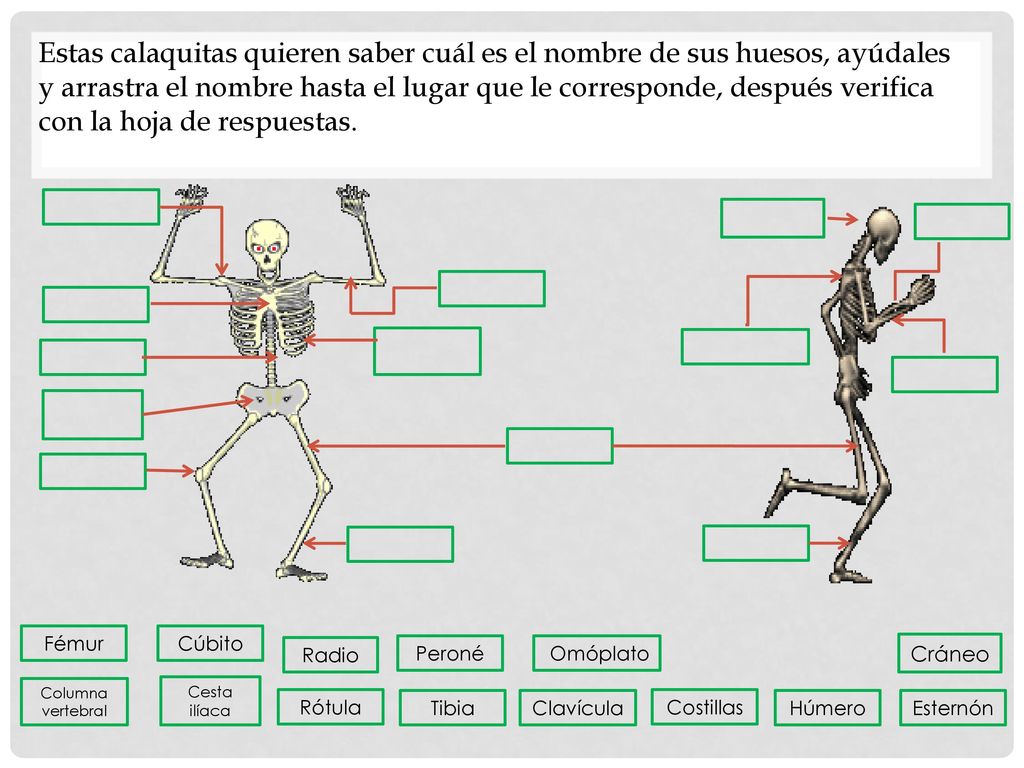 Estas calaquitas quieren saber cuál es el nombre de sus huesos, ayúdales y arrastra el nombre hasta el lugar que le corresponde, después verifica con la hoja de respuestas.