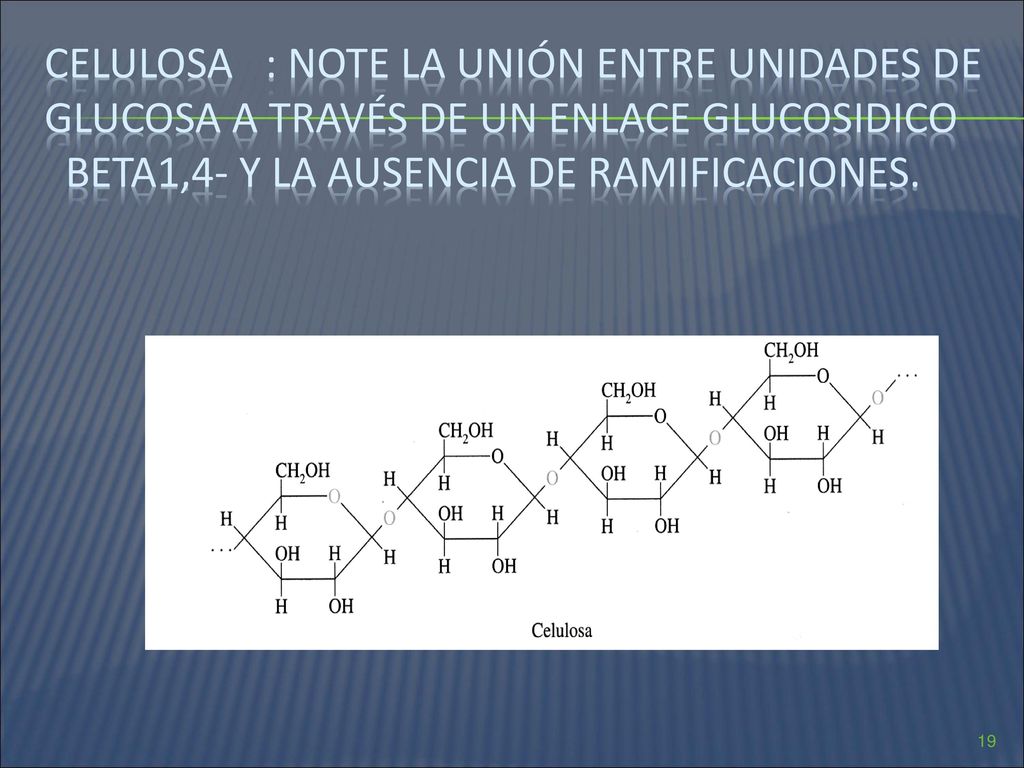 cELULOSA : note la unión entre unidades de glucosa a través de un enlace glucosidico beta1,4- y la ausencia de ramificaciones.