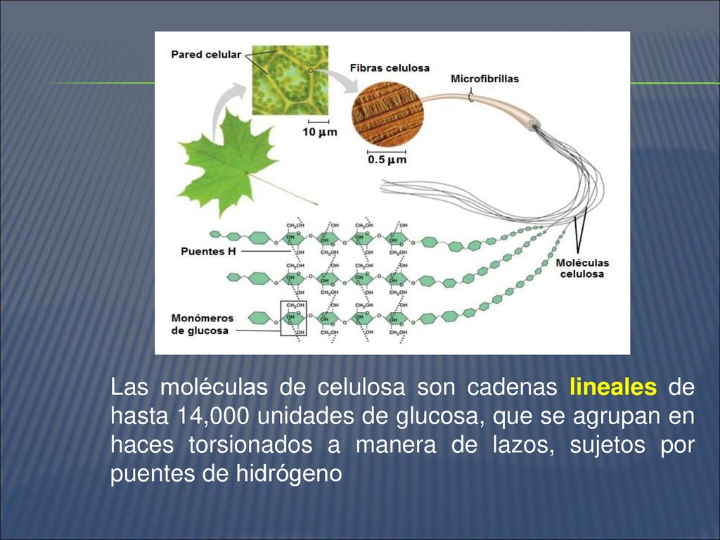Las moléculas de celulosa son cadenas lineales de hasta 14,000 unidades de glucosa, que se agrupan en haces torsionados a manera de lazos, sujetos por puentes de hidrógeno