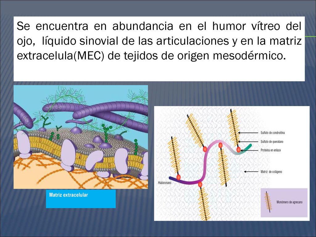 Se encuentra en abundancia en el humor vítreo del ojo, líquido sinovial de las articulaciones y en la matriz extracelula(MEC) de tejidos de origen mesodérmico.