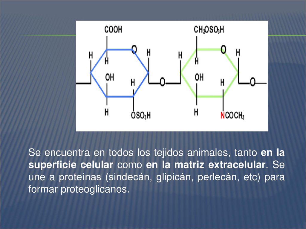 Se encuentra en todos los tejidos animales, tanto en la superficie celular como en la matriz extracelular.