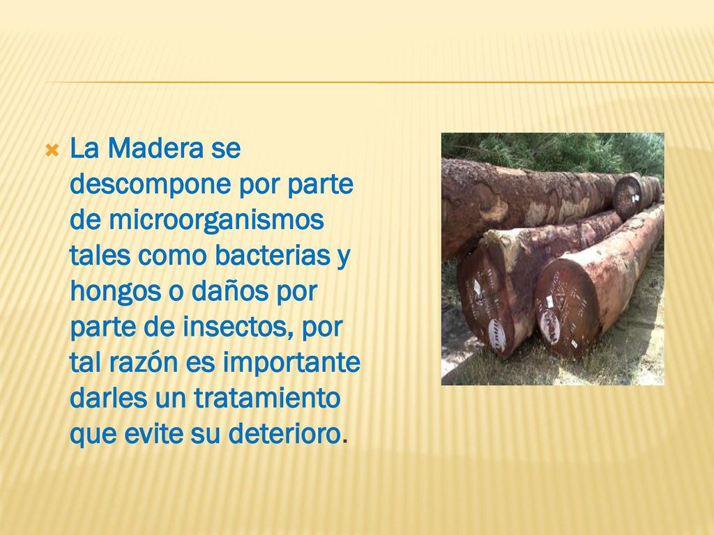 La Madera se descompone por parte de microorganismos tales como bacterias y hongos o daños por parte de insectos, por tal razón es importante darles un tratamiento que evite su deterioro.