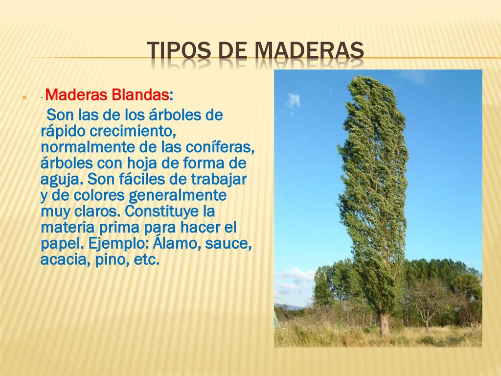 Tipos de maderas - Maderas Blandas:
