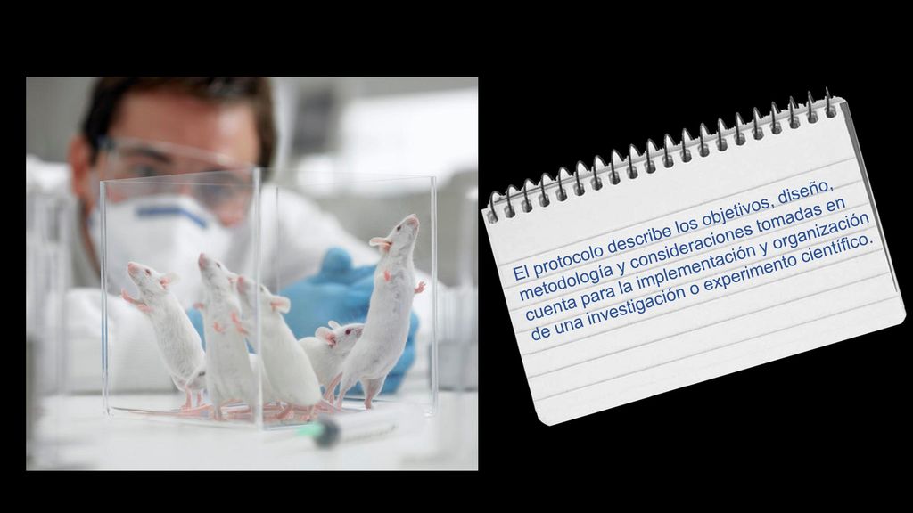 El protocolo describe los objetivos, diseño, metodología y consideraciones tomadas en cuenta para la implementación y organización de una investigación o experimento científico.