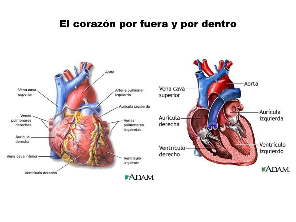 El corazón por fuera y por dentro