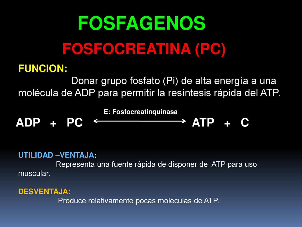 FOSFAGENOS FOSFOCREATINA (PC) ADP + PC ATP + C FUNCION: