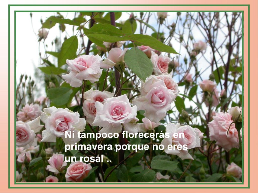 Ni tampoco florecerás en primavera porque no eres un rosal ..