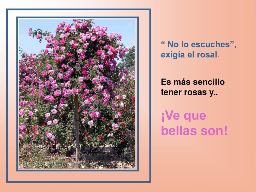¡Ve que bellas son! No lo escuches , exigía el rosal.