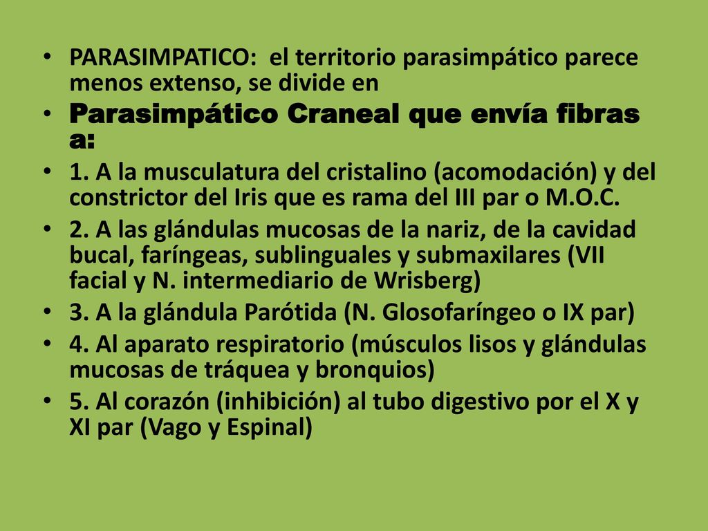 PARASIMPATICO: el territorio parasimpático parece menos extenso, se divide en
