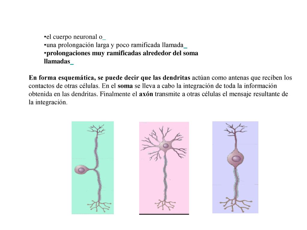 el cuerpo neuronal o una prolongación larga y poco ramificada llamada