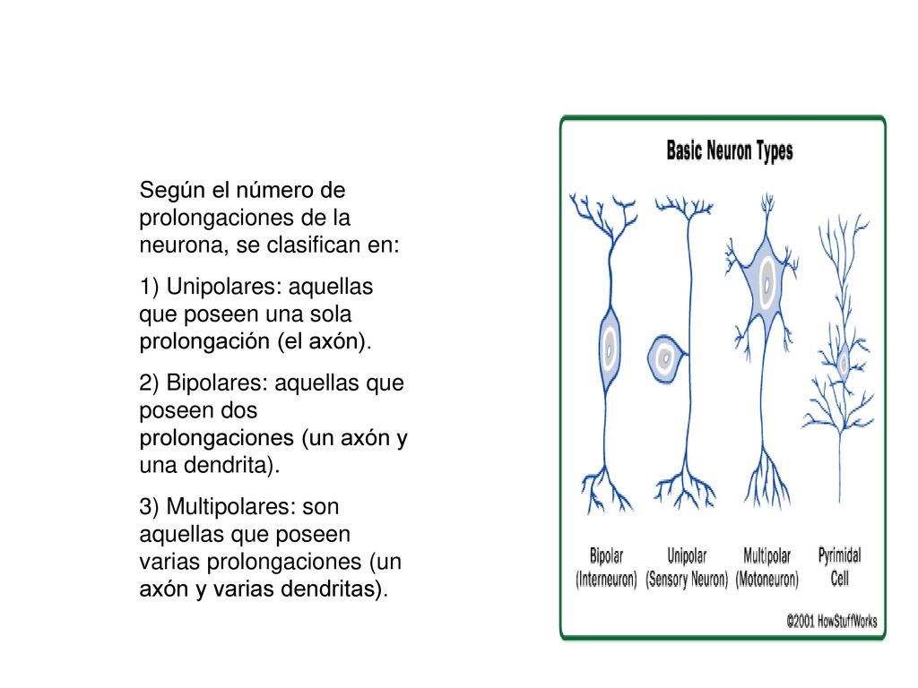 Según el número de prolongaciones de la neurona, se clasifican en: