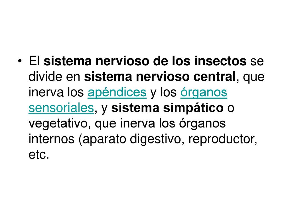 El sistema nervioso de los insectos se divide en sistema nervioso central, que inerva los apéndices y los órganos sensoriales, y sistema simpático o vegetativo, que inerva los órganos internos (aparato digestivo, reproductor, etc.