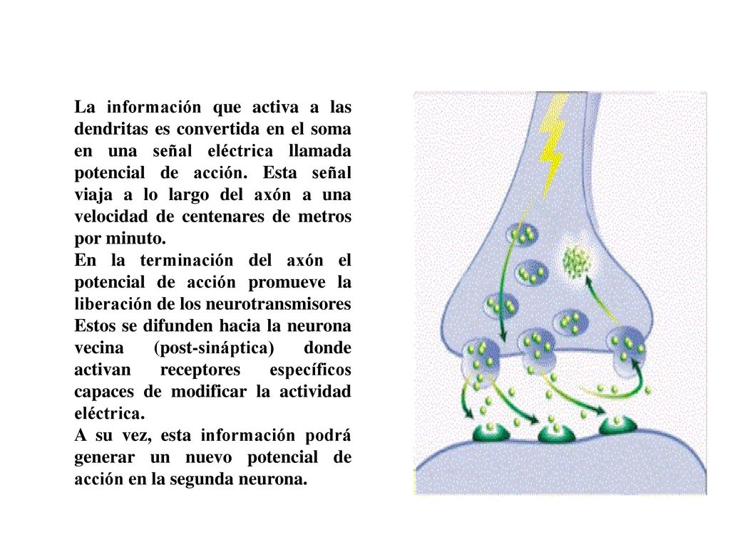 La información que activa a las dendritas es convertida en el soma en una señal eléctrica llamada potencial de acción. Esta señal viaja a lo largo del axón a una velocidad de centenares de metros por minuto.