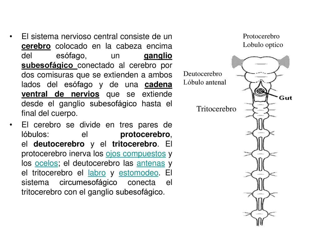 El sistema nervioso central consiste de un cerebro colocado en la cabeza encima del esófago, un ganglio subesofágico conectado al cerebro por dos comisuras que se extienden a ambos lados del esófago y de una cadena ventral de nervios que se extiende desde el ganglio subesofágico hasta el final del cuerpo.