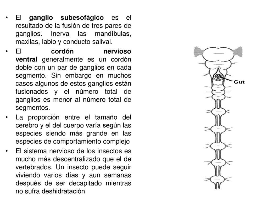 El ganglio subesofágico es el resultado de la fusión de tres pares de ganglios. Inerva las mandíbulas, maxilas, labio y conducto salival.