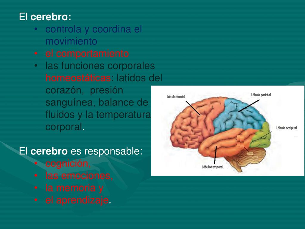 El cerebro: controla y coordina el movimiento. el comportamiento.