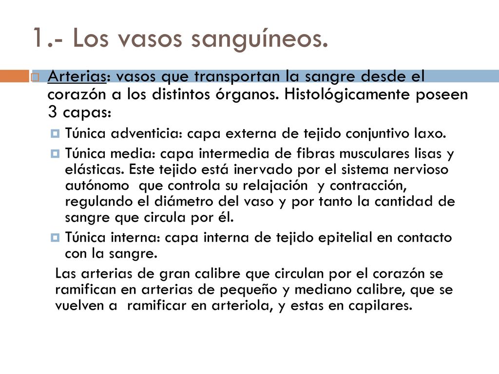 1.- Los vasos sanguíneos. Arterias: vasos que transportan la sangre desde el corazón a los distintos órganos. Histológicamente poseen 3 capas: