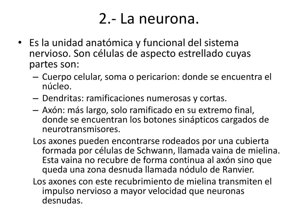 2.- La neurona. Es la unidad anatómica y funcional del sistema nervioso. Son células de aspecto estrellado cuyas partes son: