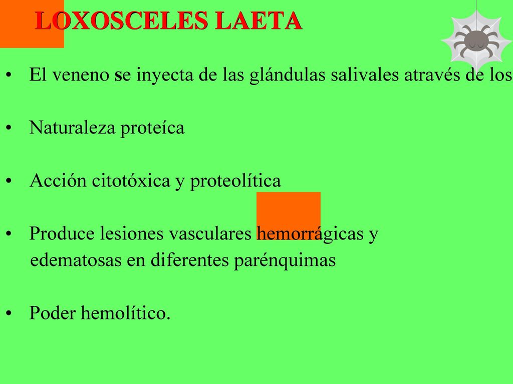 LOXOSCELES LAETA El veneno se inyecta de las glándulas salivales através de los quelíceros. Naturaleza proteíca.
