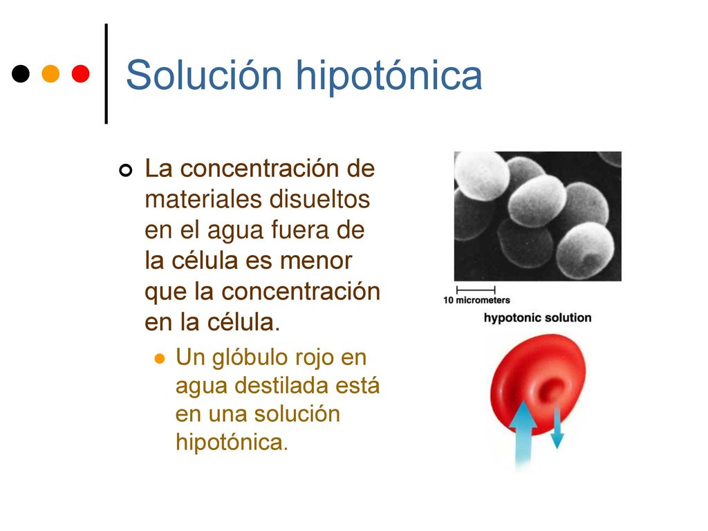Solución hipotónica La concentración de materiales disueltos en el agua fuera de la célula es menor que la concentración en la célula.