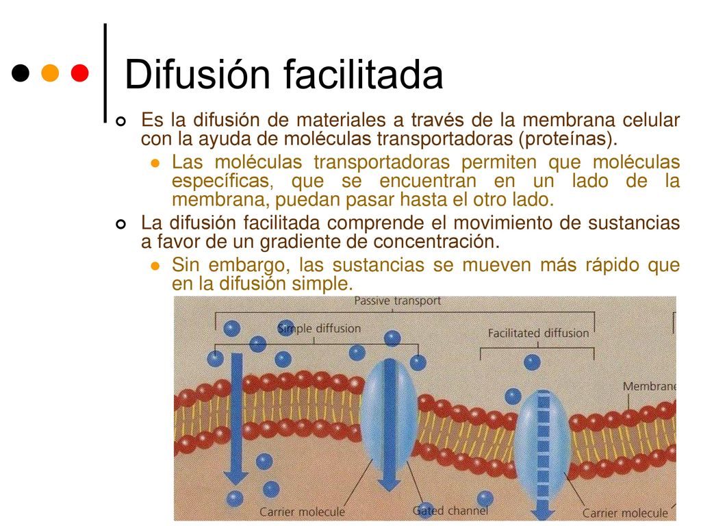 Difusión facilitada Es la difusión de materiales a través de la membrana celular con la ayuda de moléculas transportadoras (proteínas).
