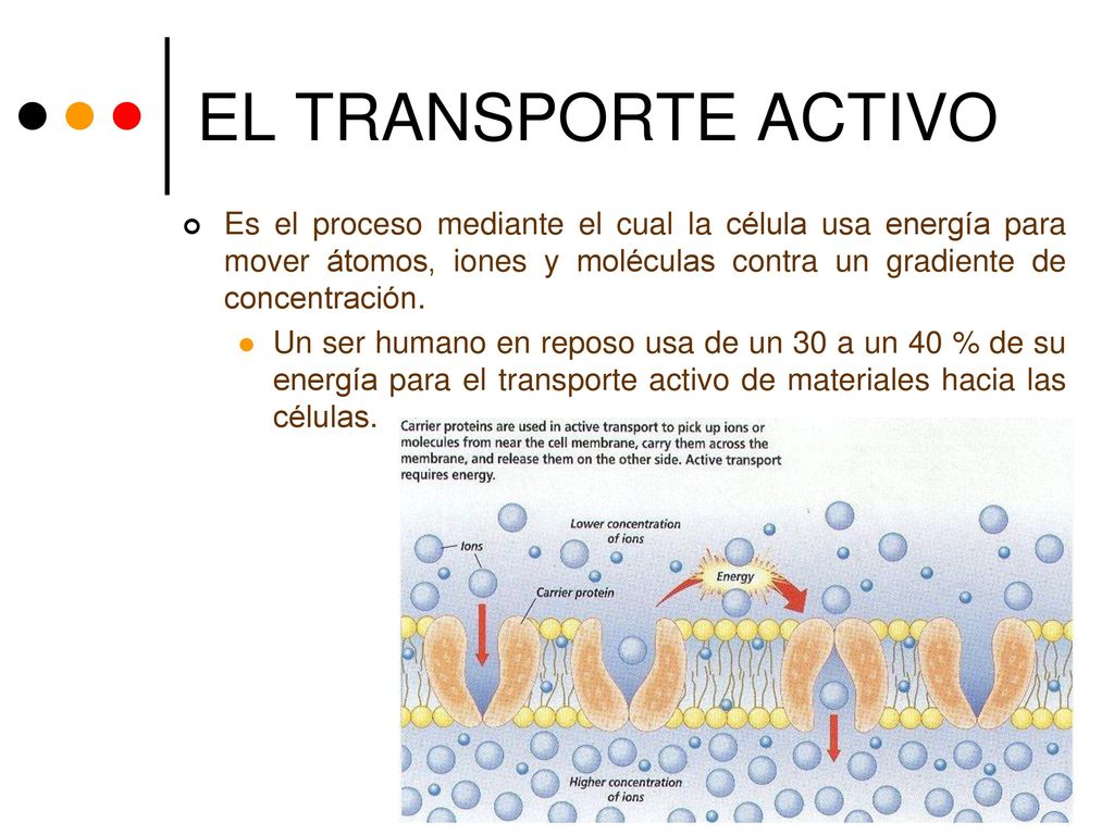 EL TRANSPORTE ACTIVO Es el proceso mediante el cual la célula usa energía para mover átomos, iones y moléculas contra un gradiente de concentración.