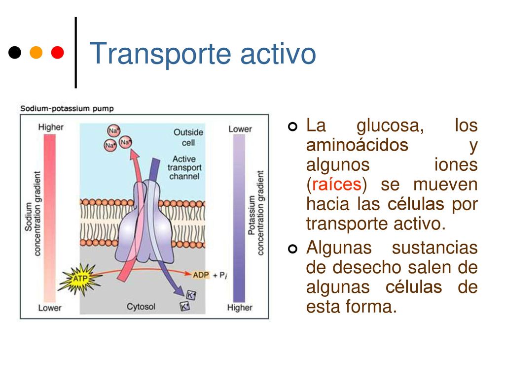 Transporte activo La glucosa, los aminoácidos y algunos iones (raíces) se mueven hacia las células por transporte activo.