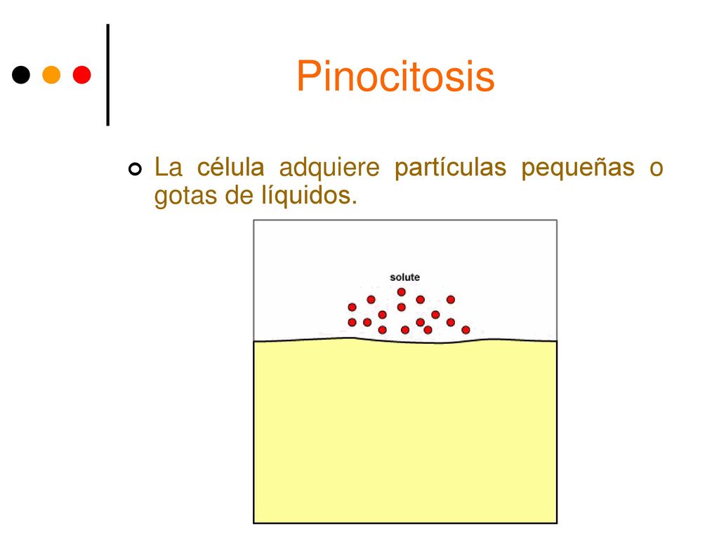 Pinocitosis La célula adquiere partículas pequeñas o gotas de líquidos.