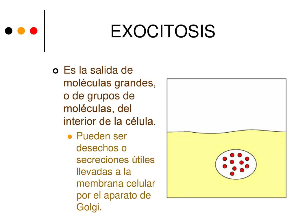 EXOCITOSIS Es la salida de moléculas grandes, o de grupos de moléculas, del interior de la célula.