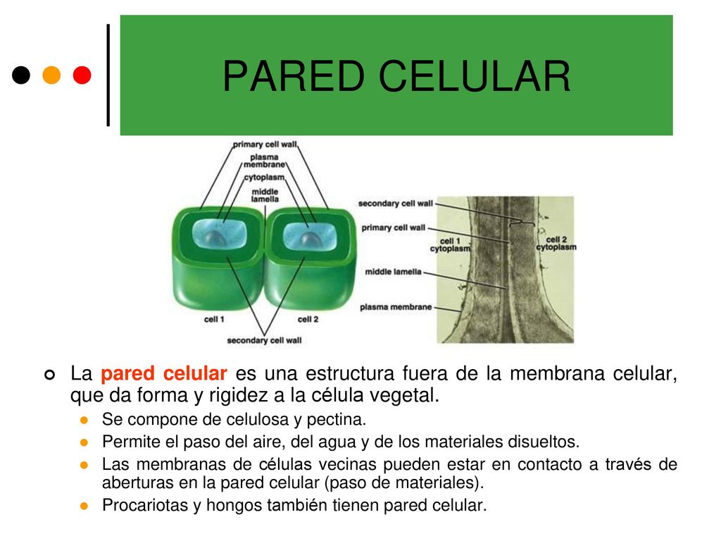 PARED CELULAR La pared celular es una estructura fuera de la membrana celular, que da forma y rigidez a la célula vegetal.