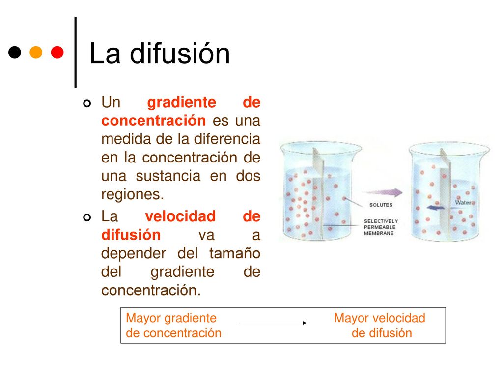 La difusión Un gradiente de concentración es una medida de la diferencia en la concentración de una sustancia en dos regiones.