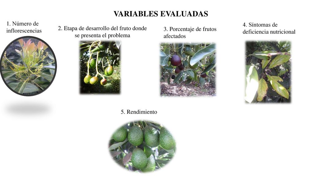 2. Etapa de desarrollo del fruto donde se presenta el problema