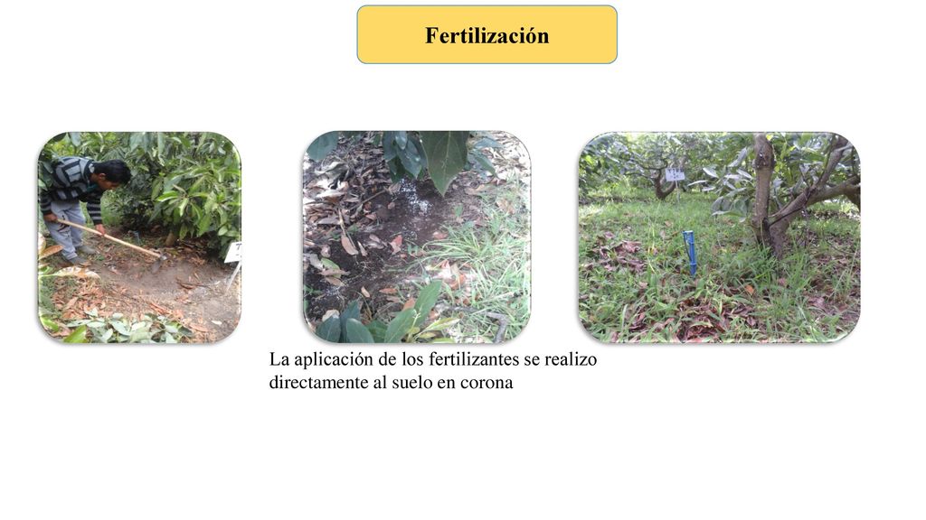 Fertilización La aplicación de los fertilizantes se realizo directamente al suelo en corona