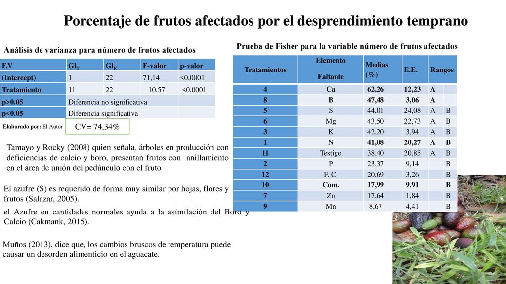 Porcentaje de frutos afectados por el desprendimiento temprano