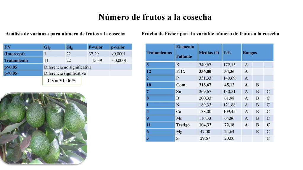 Prueba de Fisher para la variable número de frutos a la cosecha
