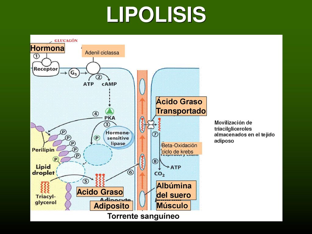 LIPOLISIS Hormona Ácido Graso Transportado Albúmina del suero