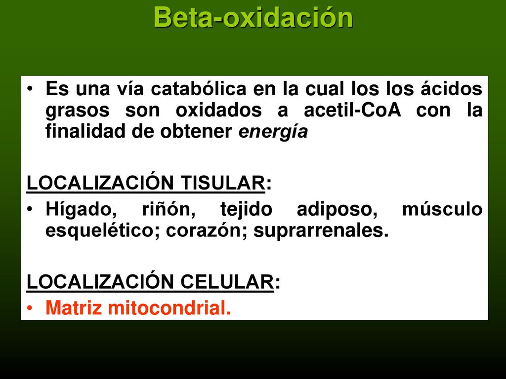 Beta-oxidación Es una vía catabólica en la cual los los ácidos grasos son oxidados a acetil-CoA con la finalidad de obtener energía.